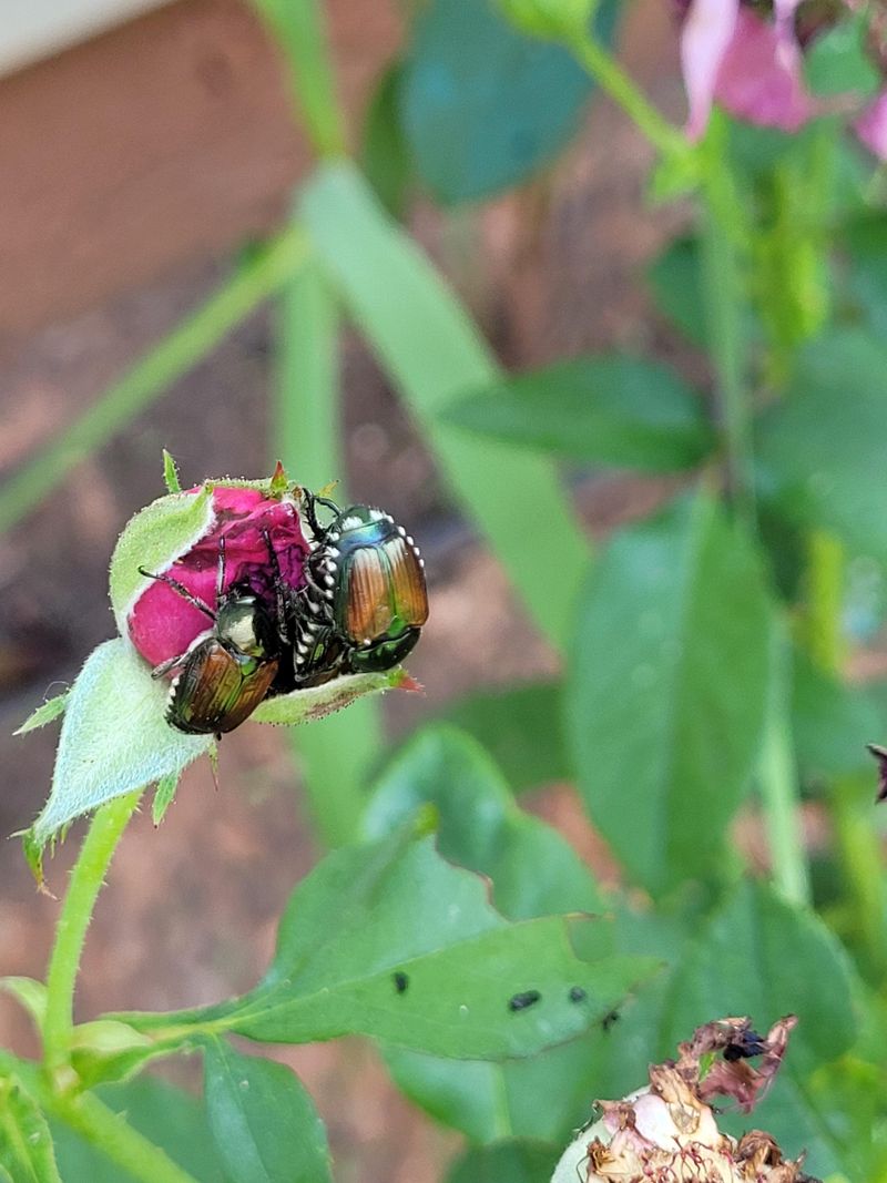 Adult Beetles Still Arrive In July