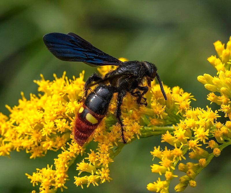 Adult Wasps Feed On Flower Nectar Adult Wasps Feed On Flower Nectar