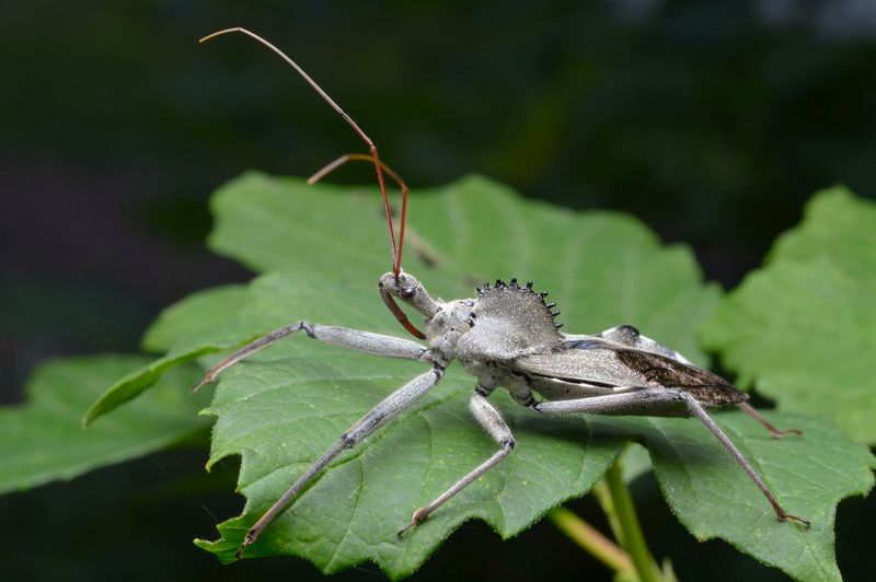 Adult Wheel Bugs Become Easier To Spot In July Adult Wheel Bugs Become Easier To Spot In July