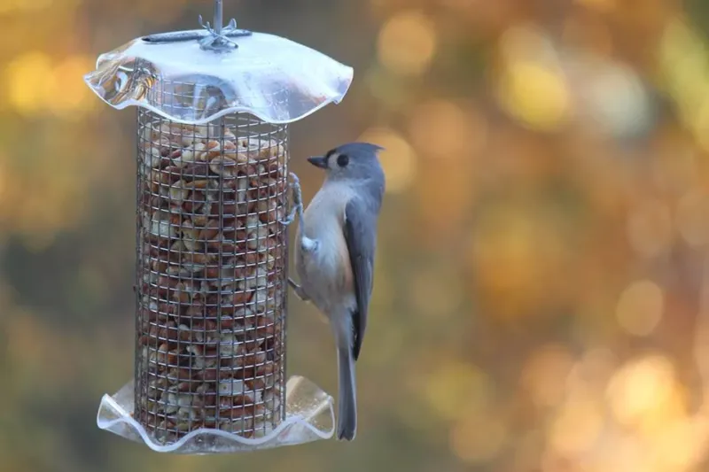 Adults Are Eating More To Fuel Constant Feeding Trips Adults Are Eating More To Fuel Constant Feeding Trips