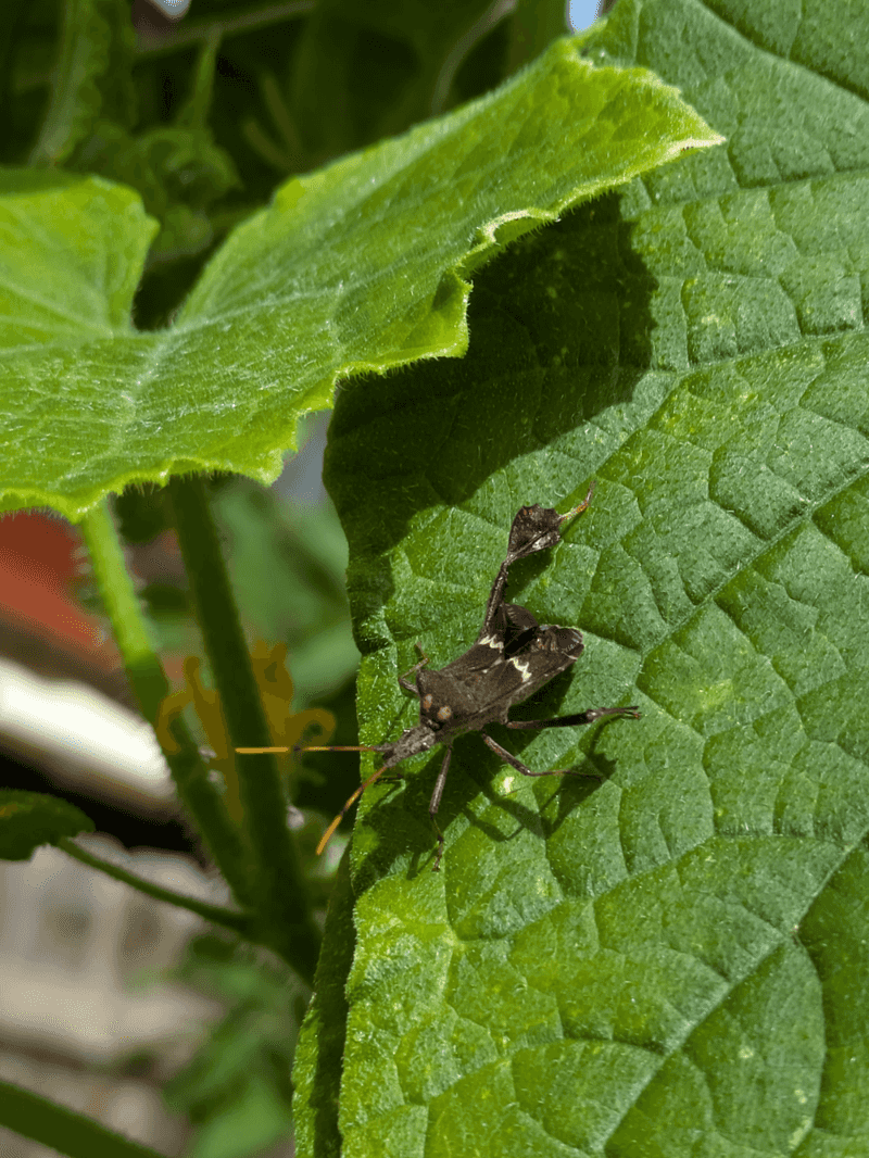 Adults Give Themselves Away With Leafy Legs