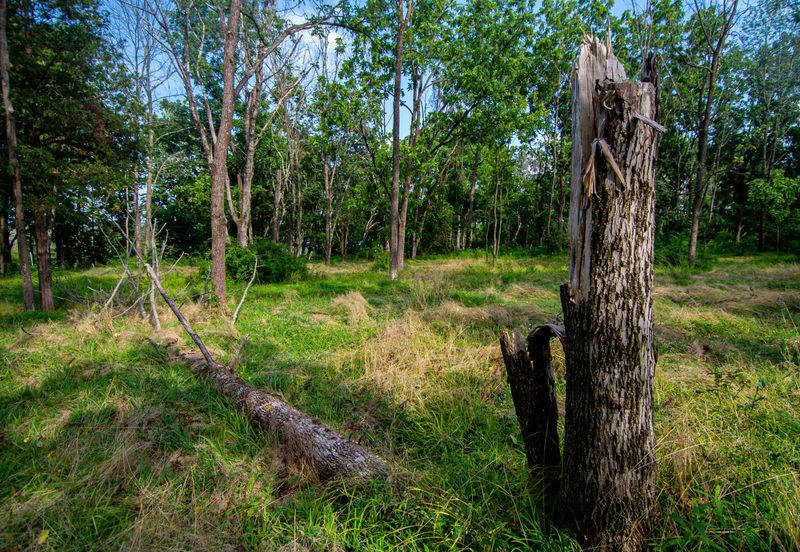 Advanced Damage Can Make Ash Trees Less Stable Advanced Damage Can Make Ash Trees Less Stable