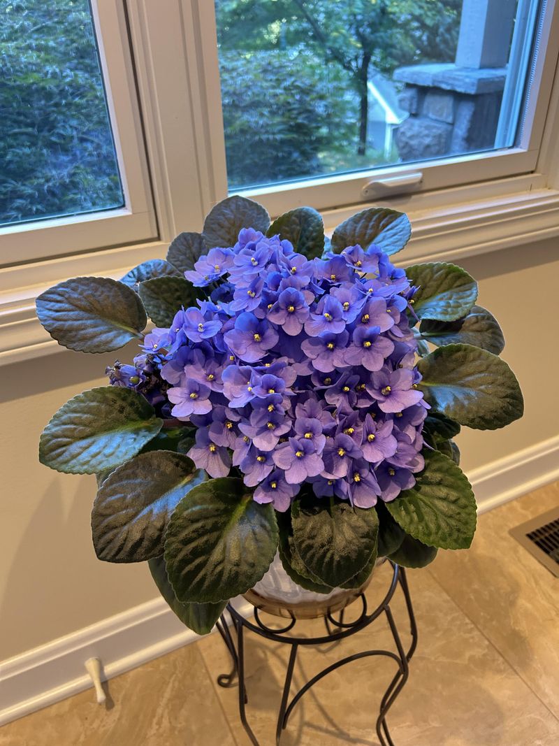 African Violet Blooms In Small Pots African Violet Blooms In Small Pots