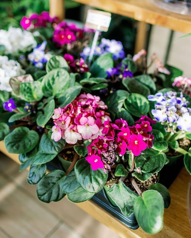 African Violet African Violet