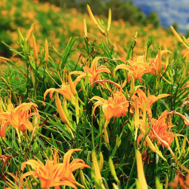 After-Bloom Care Supports Next Year's Flowers