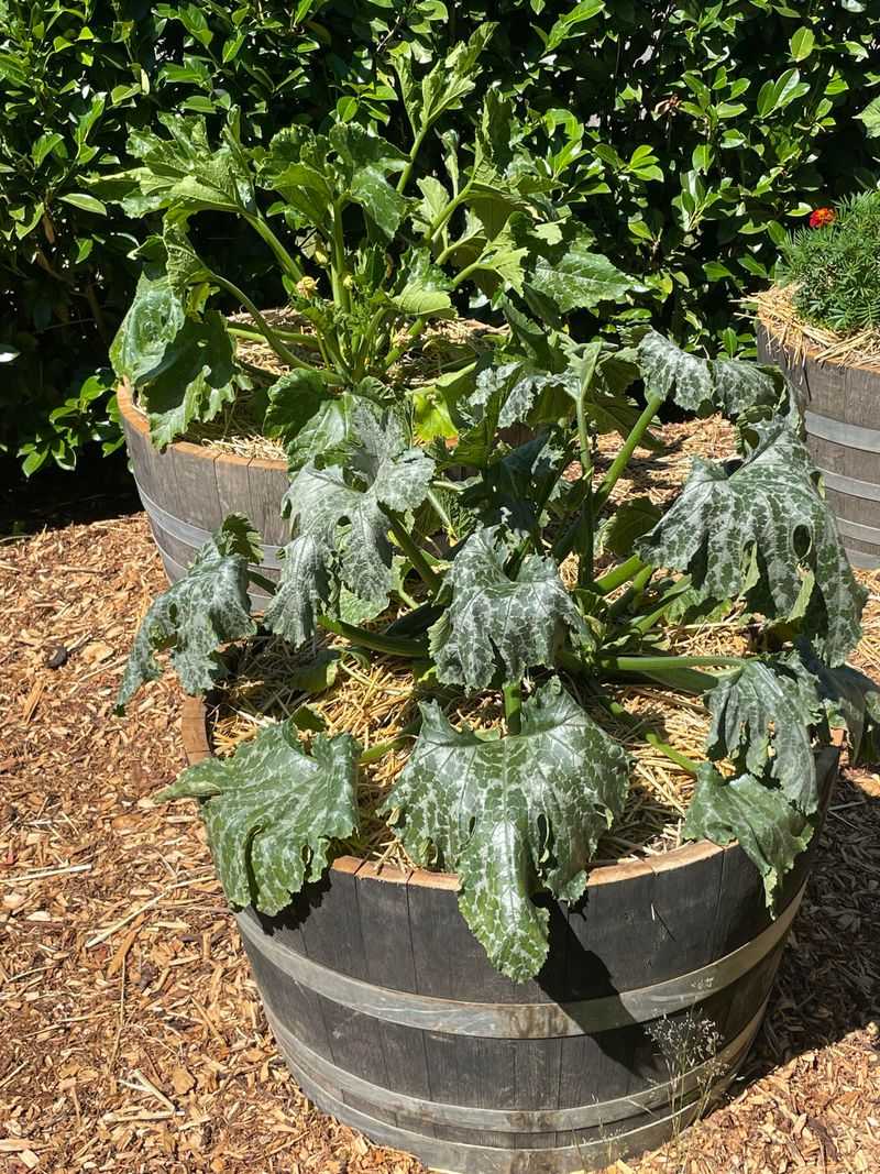 Afternoon Heat Can Make Leaves Look Washed Out Afternoon Heat Can Make Leaves Look Washed Out