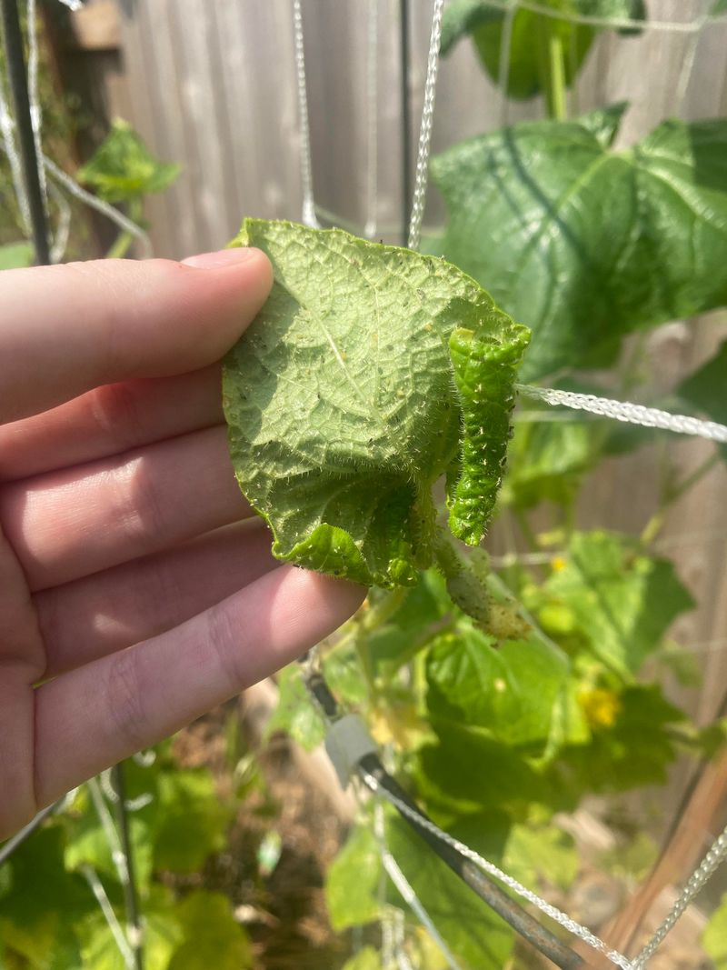 Afternoon Heat Stress Despite Moist Soil