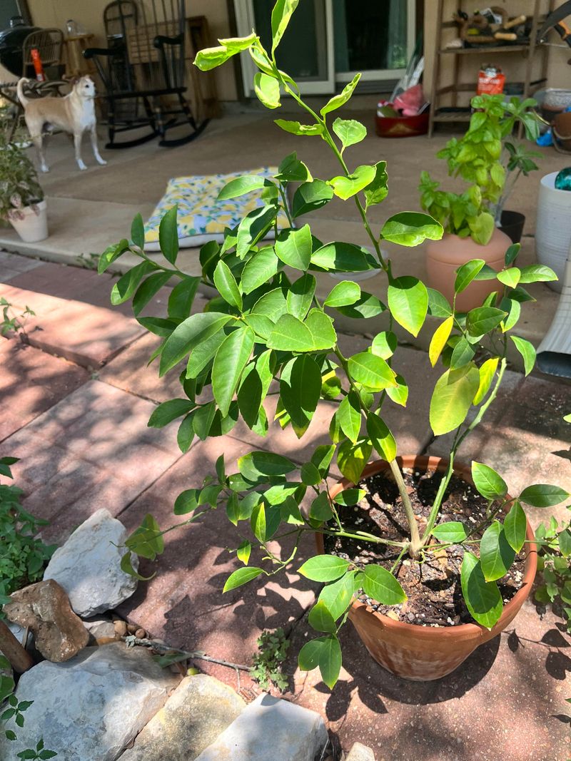 Afternoon Sun Bakes The Root Zone Afternoon Sun Bakes The Root Zone