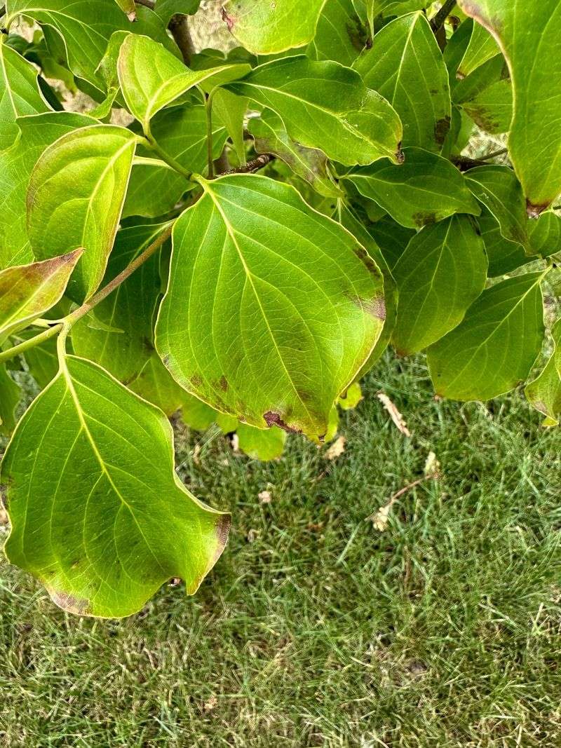 Afternoon Sun Can Cause More Leaf Damage Afternoon Sun Can Cause More Leaf Damage