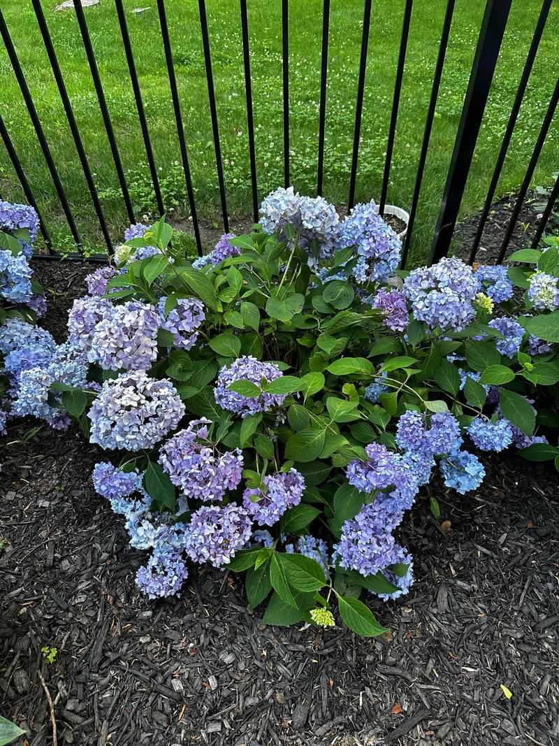 Afternoon Sun Can Overwhelm Sensitive Hydrangeas Afternoon Sun Can Overwhelm Sensitive Hydrangeas
