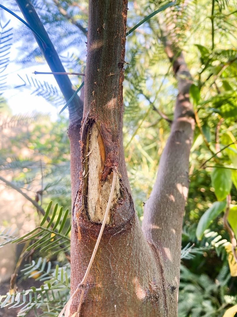 Afternoon Sun Hits Thin Bark Hard Afternoon Sun Hits Thin Bark Hard