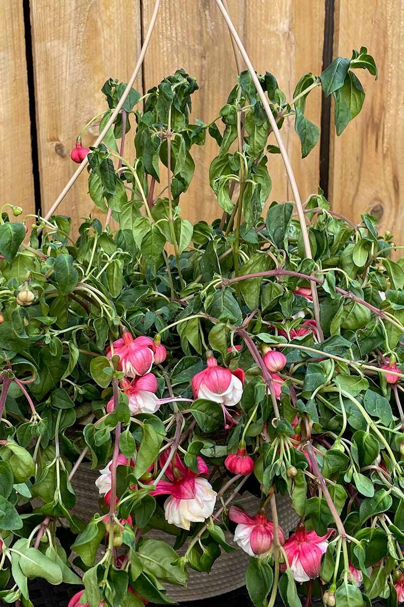 Afternoon Sun Stresses Hanging Fuchsias Afternoon Sun Stresses Hanging Fuchsias
