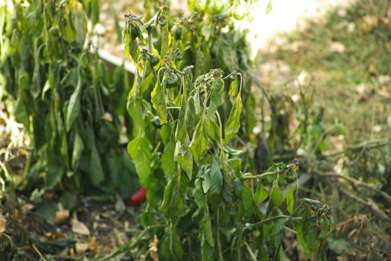 Afternoon Wilting Does Not Always Mean The Plant Needs More Water Afternoon Wilting Does Not Always Mean The Plant Needs More Water