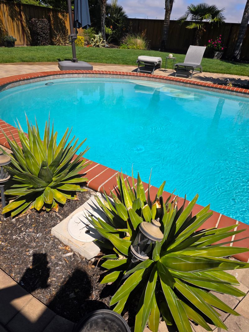 Agave Adds Structure Without Showy Blooms Agave Adds Structure Without Showy Blooms