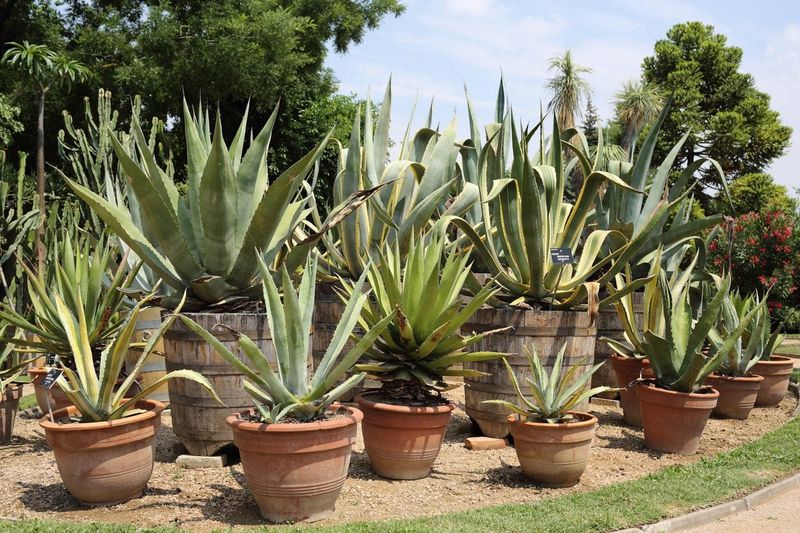 Agave Gives Porch Pots A Designer Look