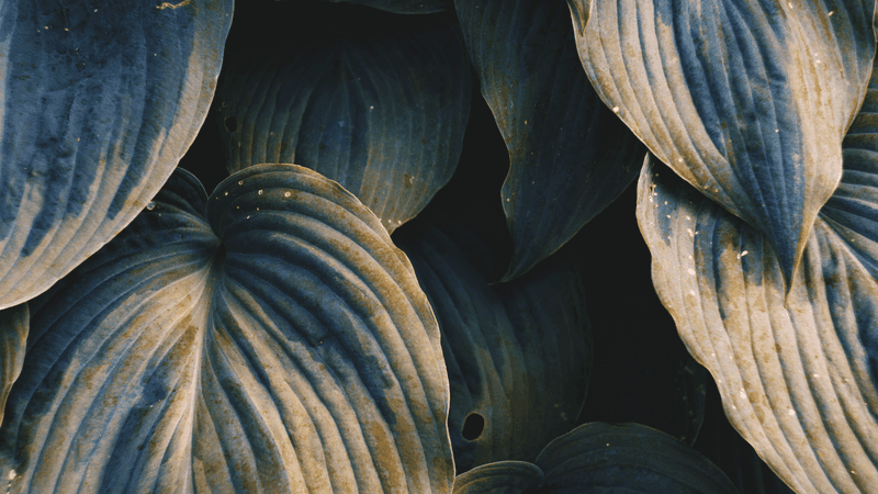 Aging Causes Older Leaves To Naturally Brown
