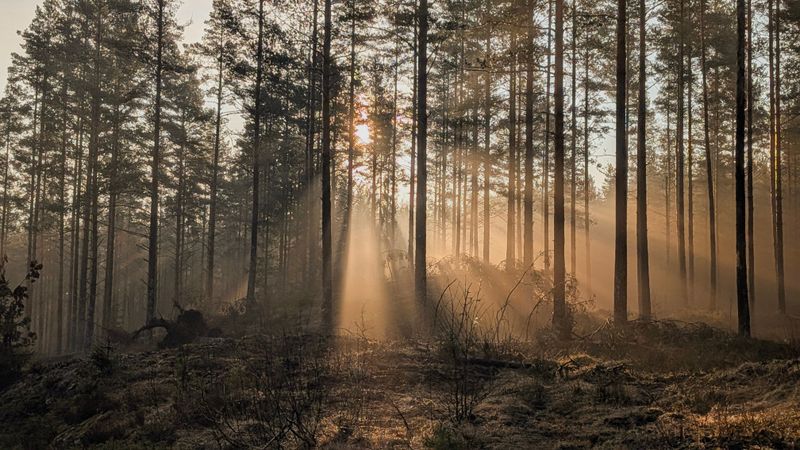 Aging Forests Face More Combined Stress Aging Forests Face More Combined Stress