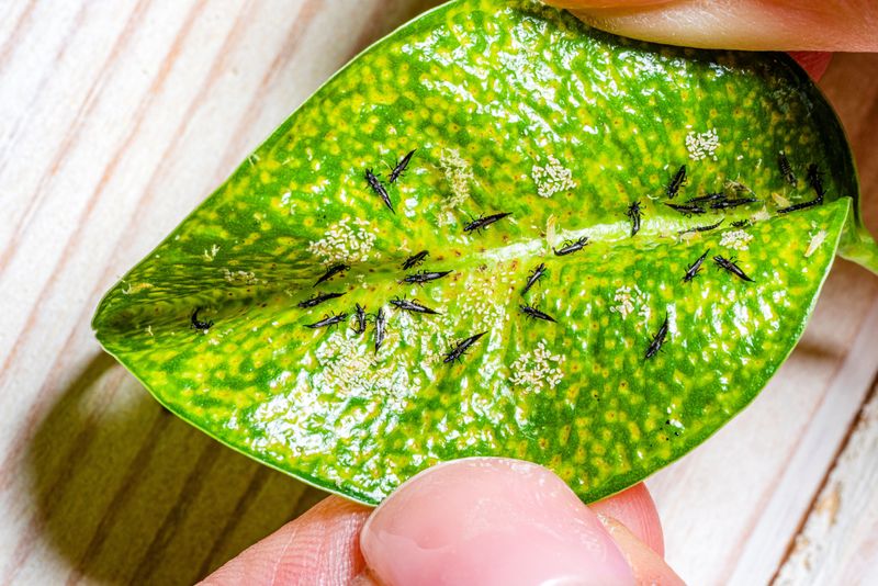 Airflow Makes Pest Outbreaks Harder To Ignore