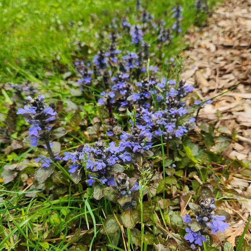 Ajuga Can Outgrow A Narrow Shade Border