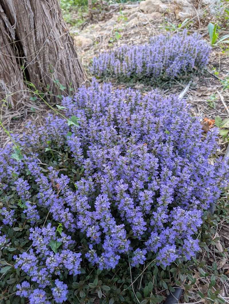 Ajuga Is Not Native To North Carolina