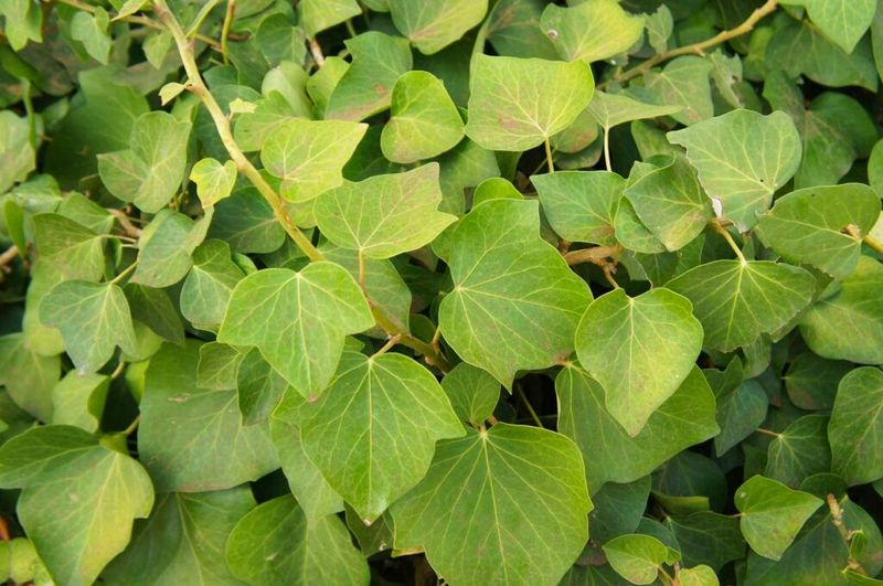 Algerian Ivy Is Another Ivy To Rethink Algerian Ivy Is Another Ivy To Rethink