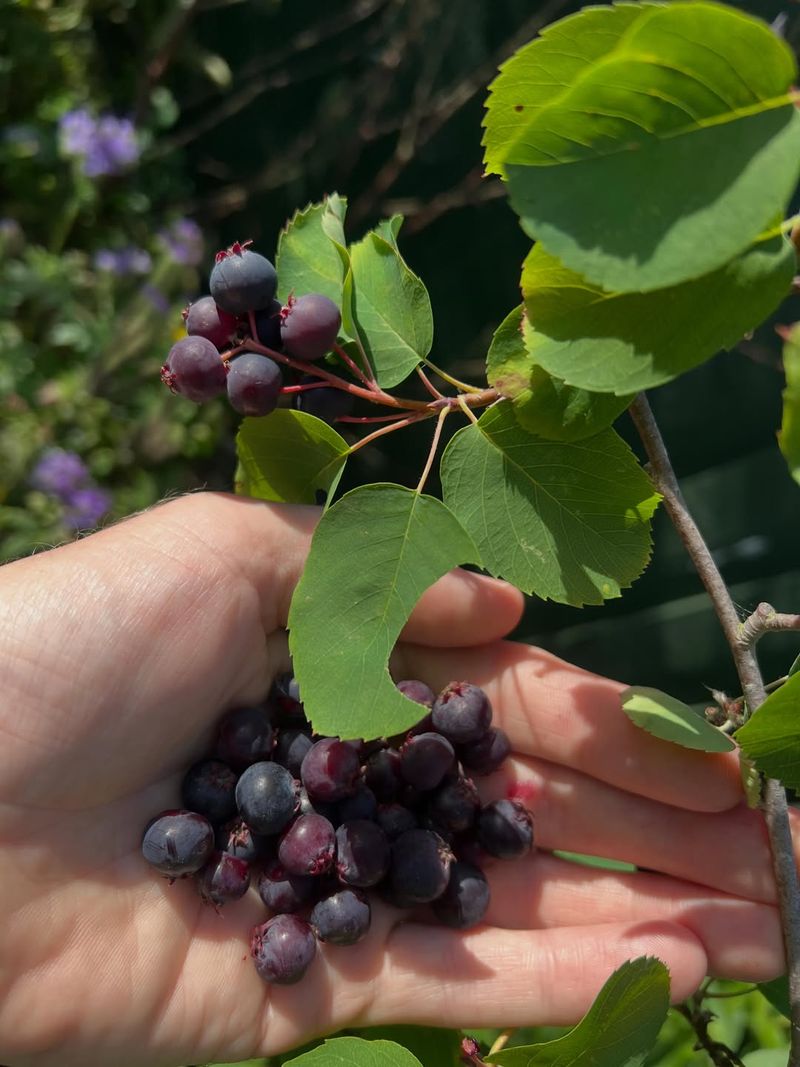 Allegheny Serviceberry Allegheny Serviceberry