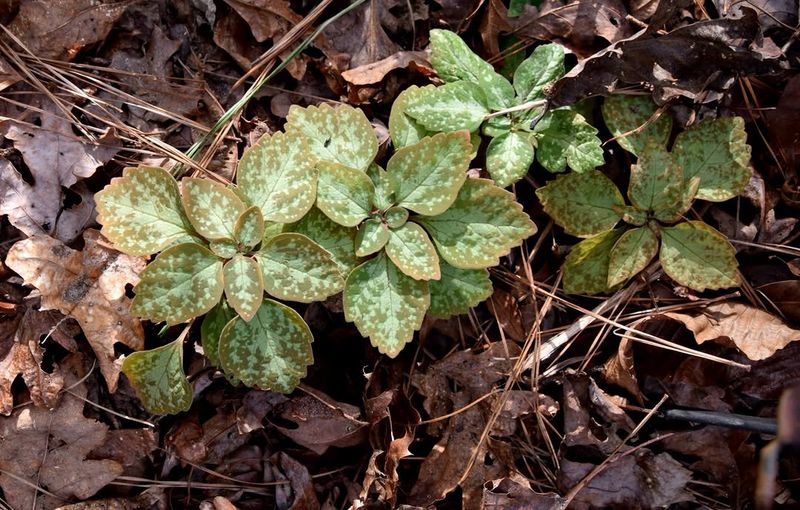 Allegheny Spurge Thrives In Rich Woodland Soil