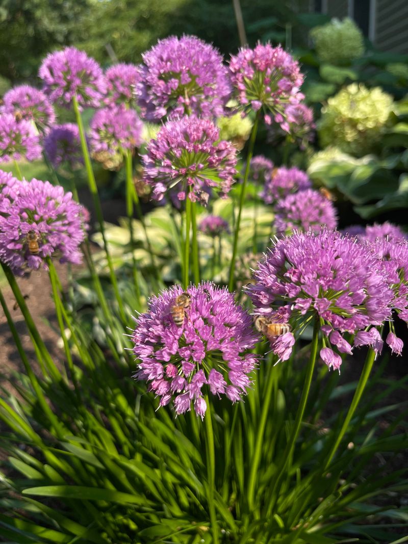 Alliums Add Onion Power Alliums Add Onion Power