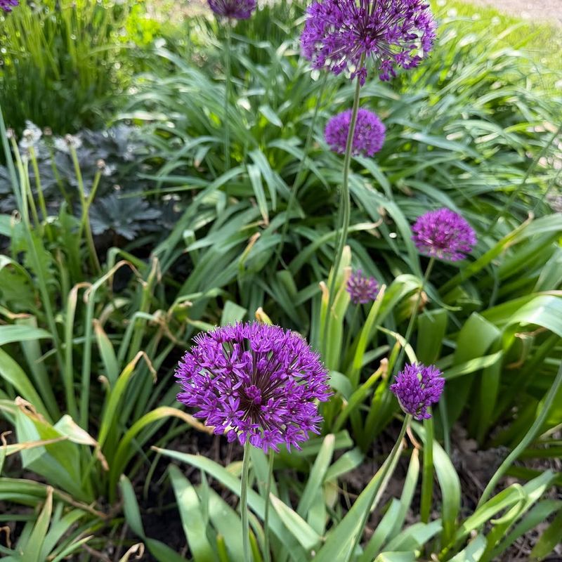 Alliums Add Onion Power Alliums Add Onion Power
