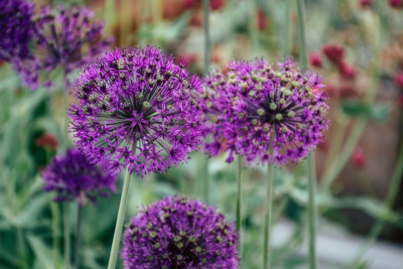 Alliums Alliums