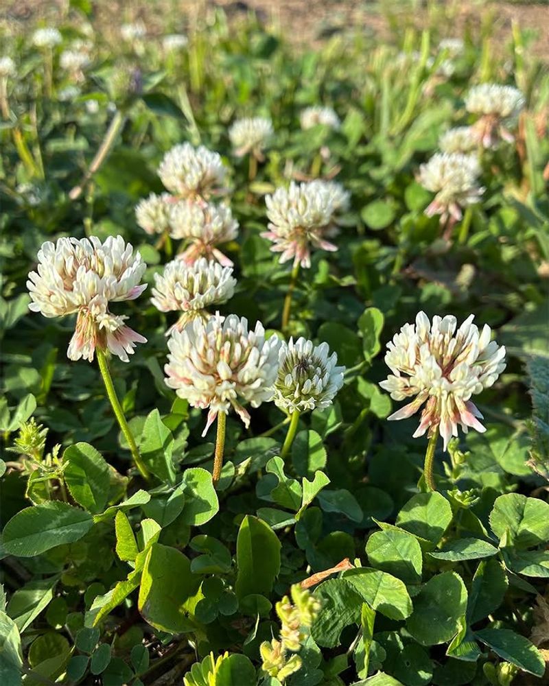 Allow White Clover To Finish Flowering Allow White Clover To Finish Flowering