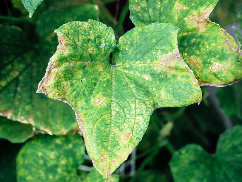Allowing Plants To Remain Water-Stressed During Hot And Dry Weather Allowing Plants To Remain Water-Stressed During Hot And Dry Weather