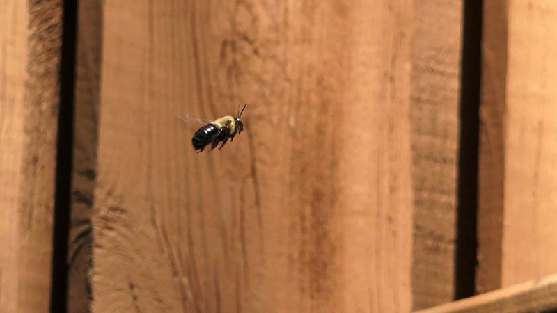 Almond Oil Around Bee Holes
