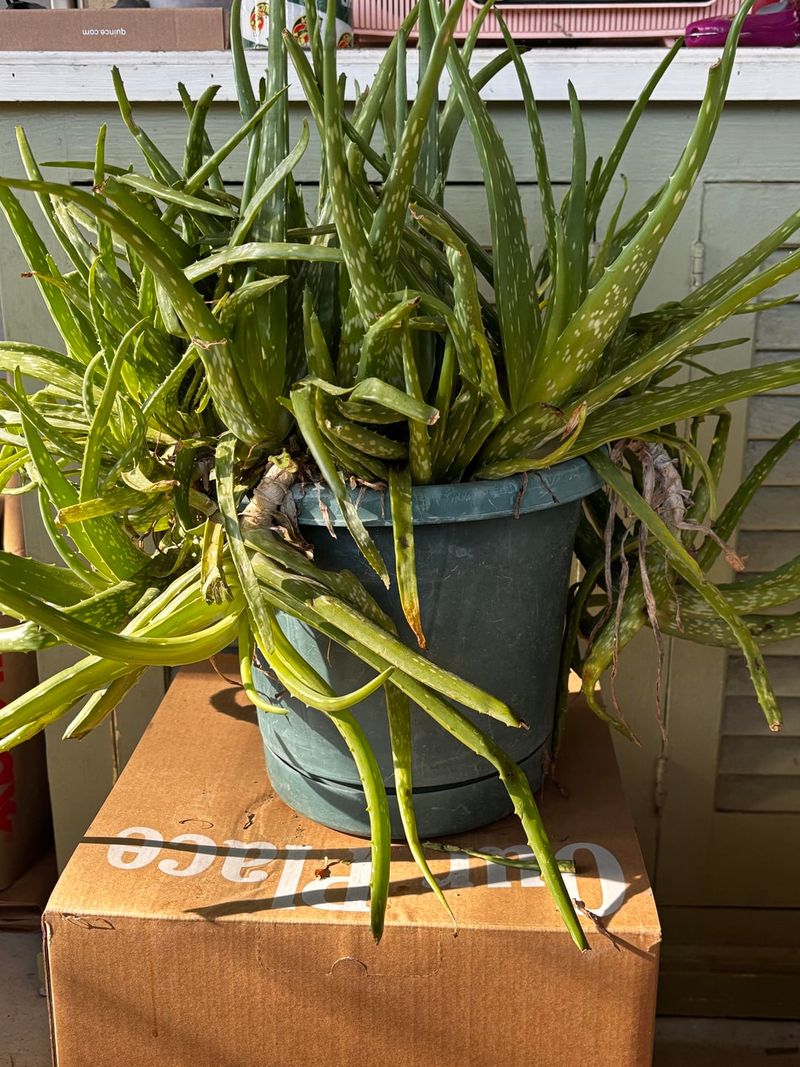 Aloe And Succulents Need Minimal Cutting Aloe And Succulents Need Minimal Cutting