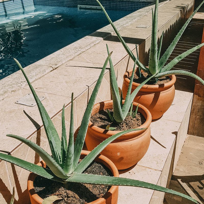 Aloe Keeps The Pool Edge Clean Aloe Keeps The Pool Edge Clean