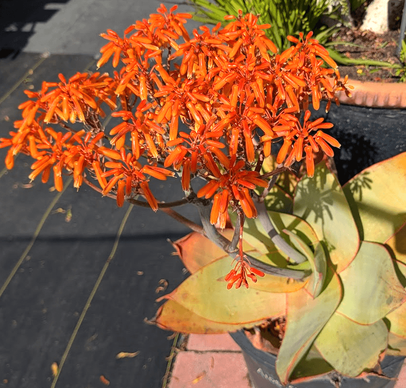 Aloe Striata Handles Hot Patio Containers