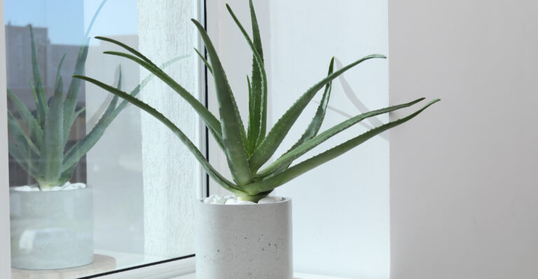 Aloe Vera Thrives In Nevada With This Simple Watering Routine