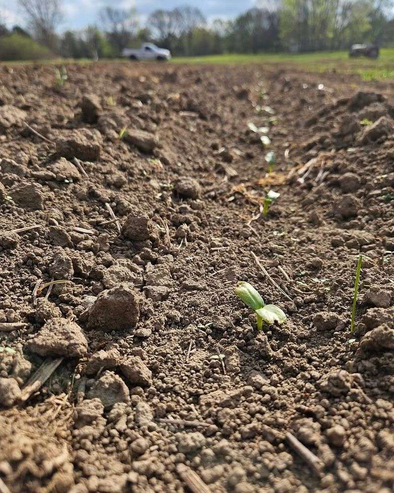 Along Rows Of Newly Emerged Seedlings