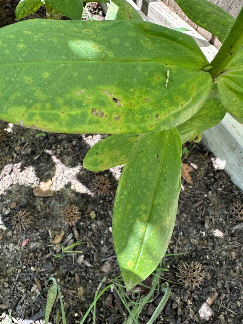 Alternaria Spots Move Into Petals Alternaria Spots Move Into Petals