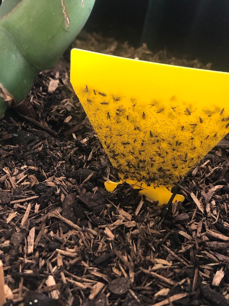 Alternative Pest Control Options During Peak Summer Heat