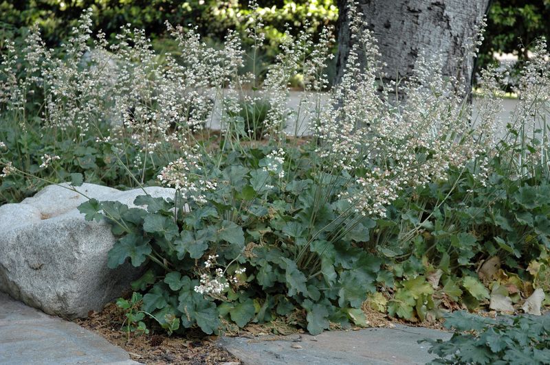 Alumroot Adds Foliage Near Stone Walls Alumroot Adds Foliage Near Stone Walls