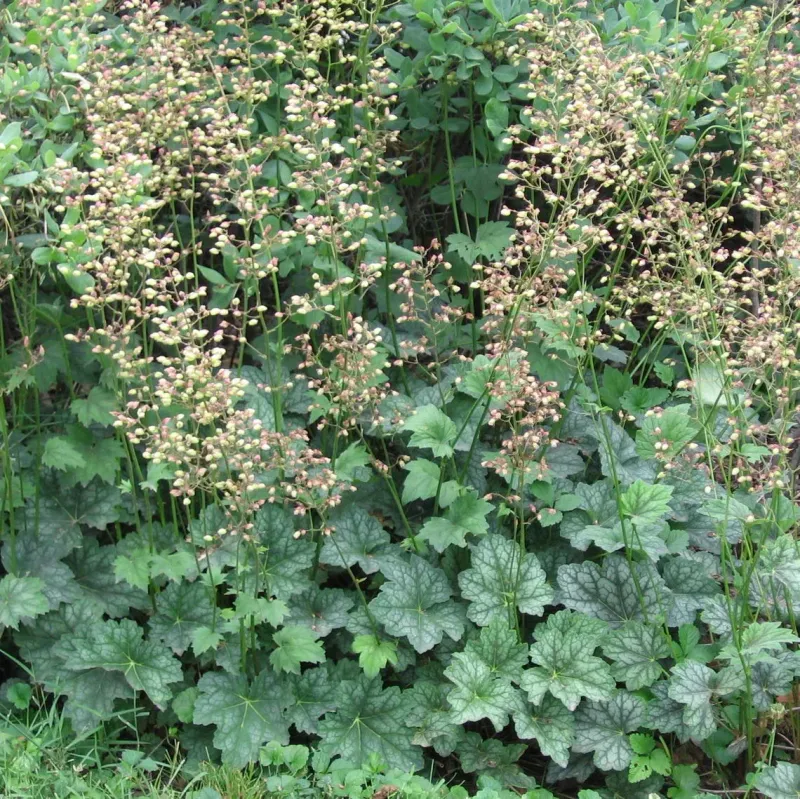 Alumroot Adds Low Native Foliage Alumroot Adds Low Native Foliage