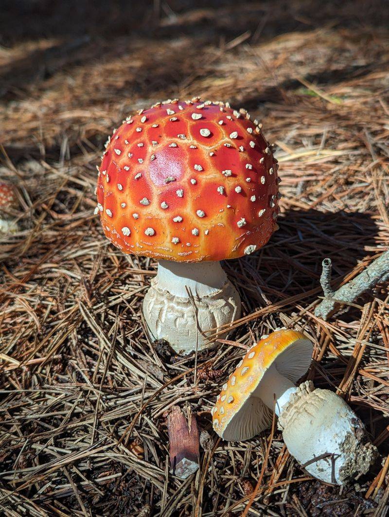 Amanitas Are The Ones To Respect Most Amanitas Are The Ones To Respect Most