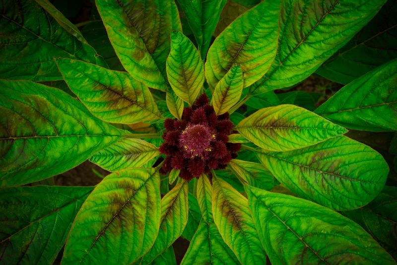 Amaranth Greens Amaranth Greens
