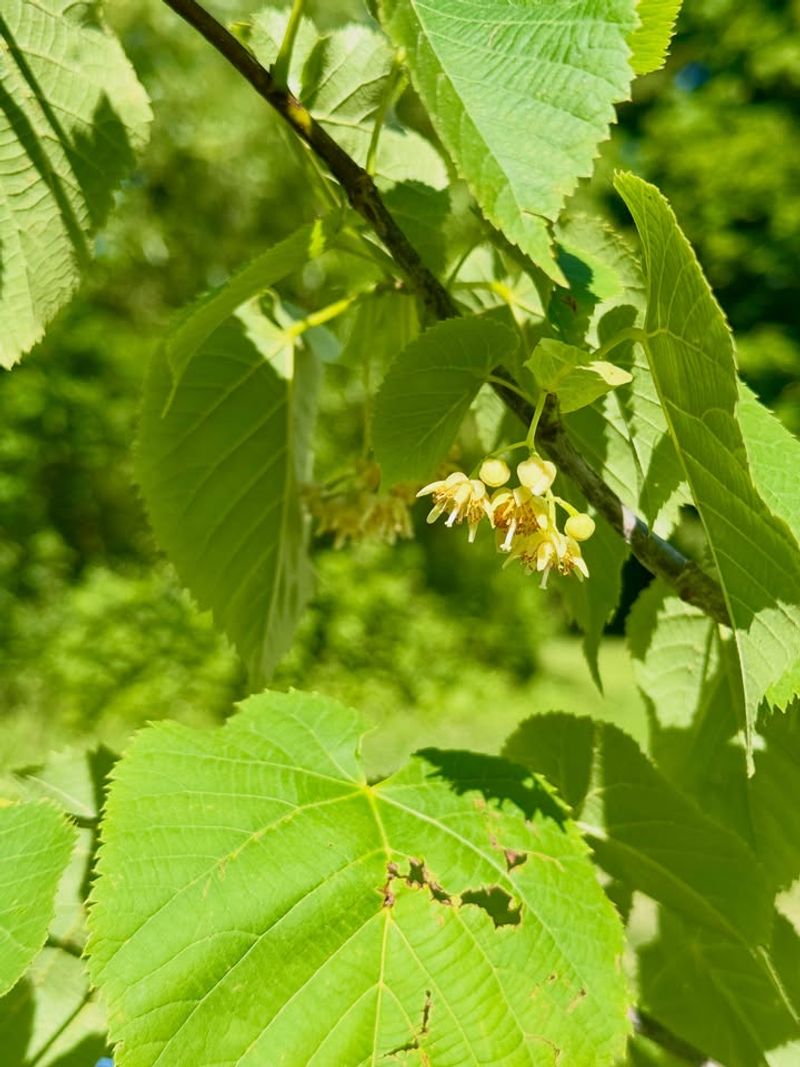 American Basswood American Basswood