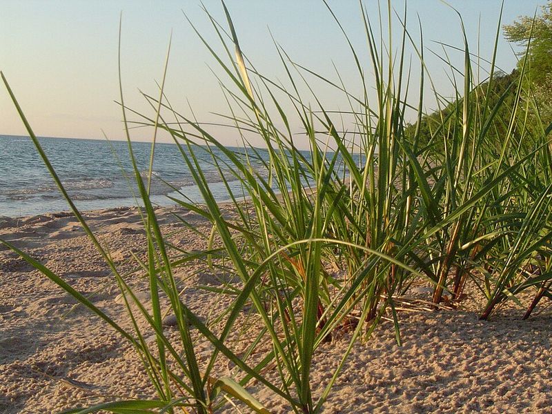 American Beachgrass (Ammophila Breviligulata) American Beachgrass (Ammophila Breviligulata)