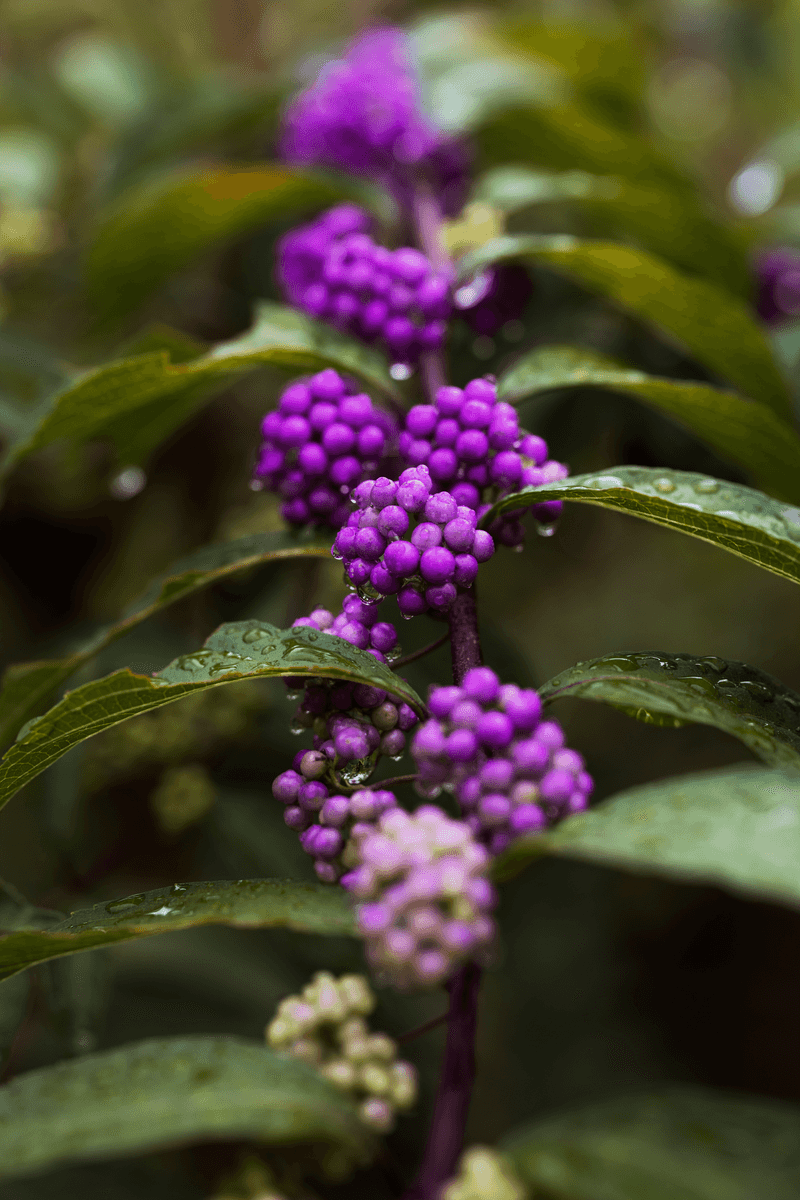 American Beautyberry