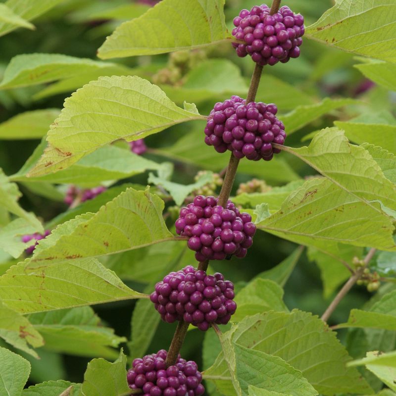 American Beautyberry American Beautyberry