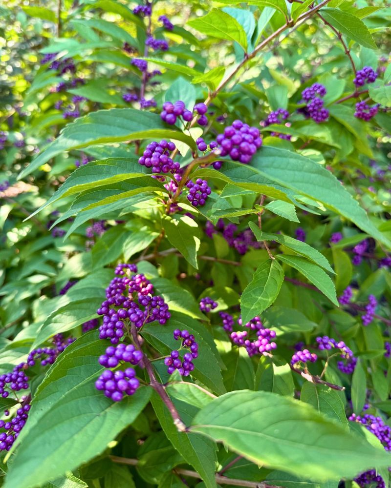 American Beautyberry Barely Notices August Heat American Beautyberry Barely Notices August Heat