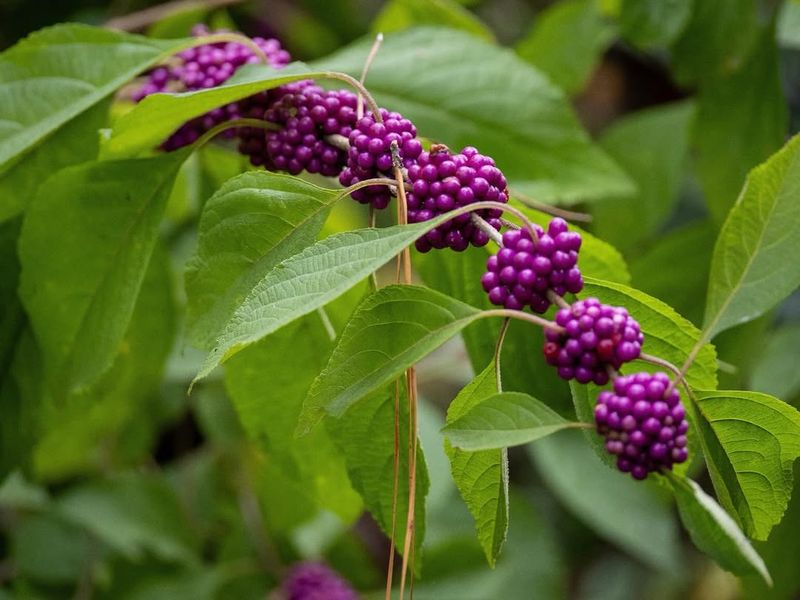 American Beautyberry Brings Late-Summer Color American Beautyberry Brings Late-Summer Color